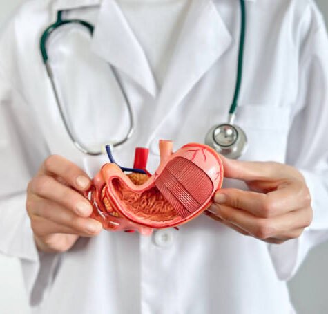 Doctor holding andshowing a human stomach model